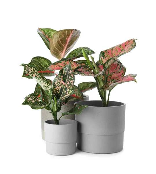 Belle Piante Aglaonema Vasi Fiori Isolati Bianco Arredamento Della Casa — Foto Stock