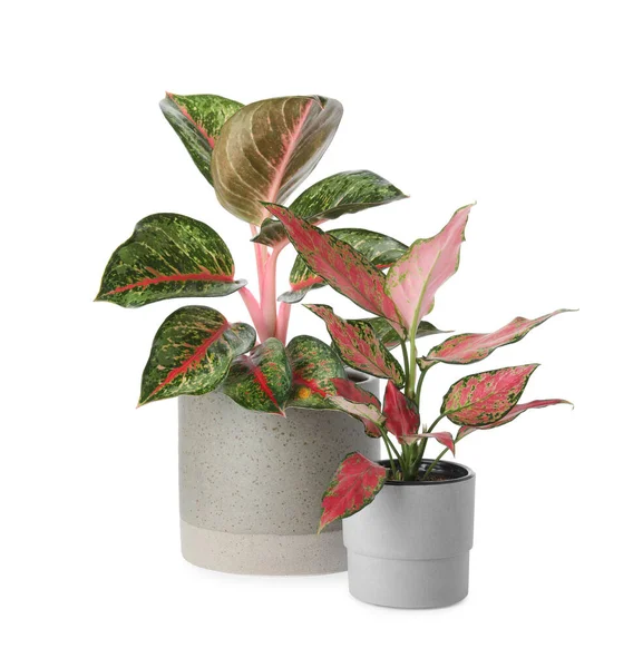 Tumbuhan Aglaonema Yang Cantik Dalam Pot Bunga Yang Diisolasi Dengan — Stok Foto