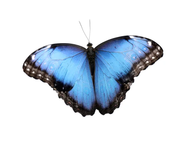 Schöne Gemeinsame Morpho Schmetterling Isoliert Auf Weiß — Stockfoto