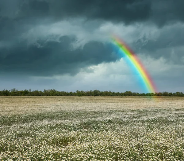 Arco Íris Incrível Sobre Campo Camomila Sob Céu Tempestuoso — Fotografia de Stock