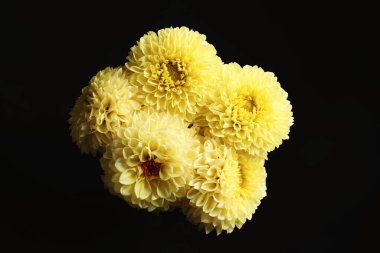 Siyah arka planda güzel sarı yıldız çiçekleri