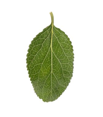 Taze yeşil erik yaprağı beyaza izole edilmiş.