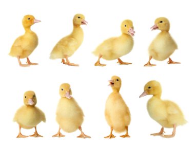 Collage with cute fluffy ducklings on white background. Farm animals clipart
