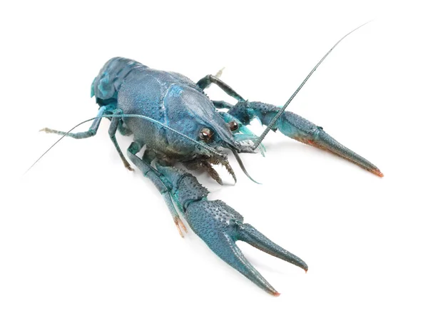 Écrevisses Bleues Isolées Sur Blanc Crustacés Eau Douce — Photo