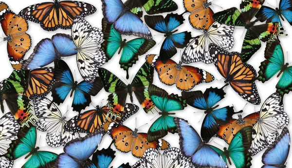 Muchas Mariposas Brillantes Diferentes Sobre Fondo Blanco — Foto de Stock