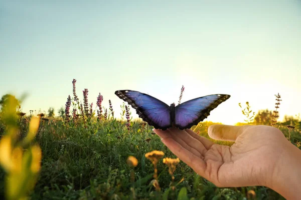 Žena Drží Krásné Morpho Motýl Sluncem Zalitý Poli Detailní Záběr — Stock fotografie