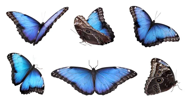 Conjunto Hermosas Mariposas Morfo Azul Sobre Fondo Blanco Diseño Banner —  Fotos de Stock