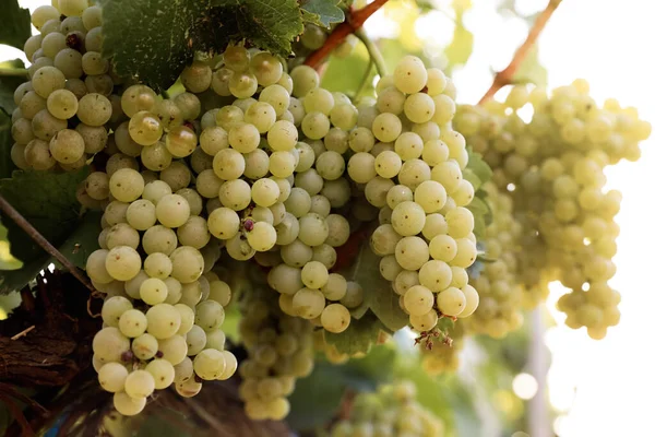 葡萄园里美味的成熟葡萄 收获季节 — 图库照片