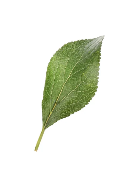 Frisches Grünes Pflaumenblatt Isoliert Auf Weiß — Stockfoto