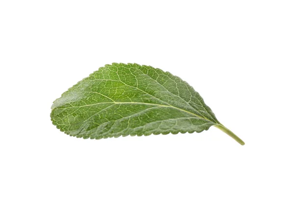 Hoja Ciruela Verde Fresca Aislada Blanco — Foto de Stock