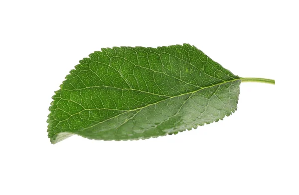 Färska Gröna Plommonblad Isolerade Vitt — Stockfoto