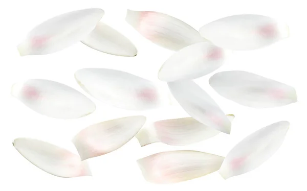 Набір Красивих Пелюсток Квітів Лотоса Білому Тлі — стокове фото
