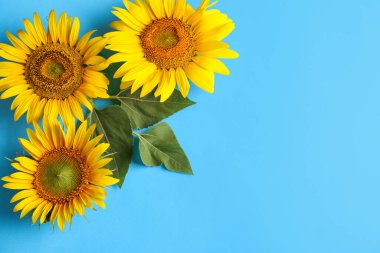 Açık mavi arka planda güzel parlak ayçiçekleri, düz yatıyordu. Metin için boşluk