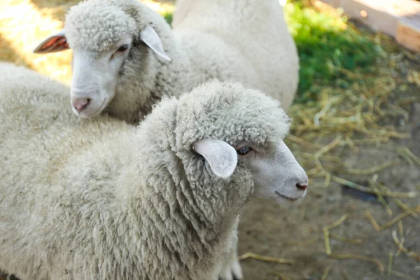 Милі Смішні Вівці Фермі Крупним Планом Тваринництво — стокове фото
