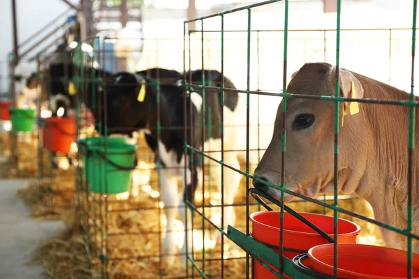 Bonito Bezerro Gaiola Quinta Perto Criação Animais — Fotografia de Stock