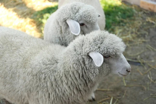 Милі Смішні Вівці Фермі Крупним Планом Тваринництво — стокове фото