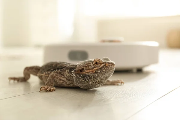 Robotic Vacuum Cleaner Bearded Dragon Lizard Indoors — Stock Photo, Image