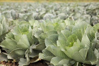 Tarlada yeşil lahana çalıları. Hasat zamanı.