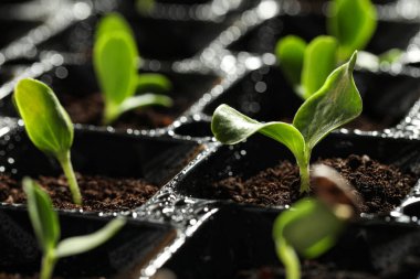 Seedling tepsisi ve taze sebze filizi, yakın plan.