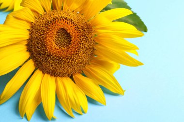 Açık mavi arkaplanda güzel parlak ayçiçeği, yakın plan