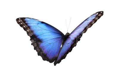 Güzel morpho kelebeği beyazda izole edilmiş.