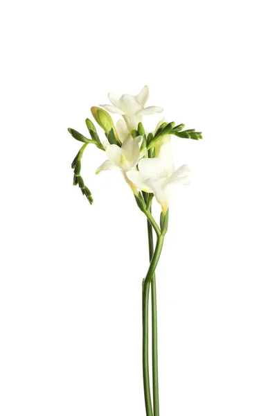 Hermosas Flores Freesia Flor Aisladas Blanco — Foto de Stock