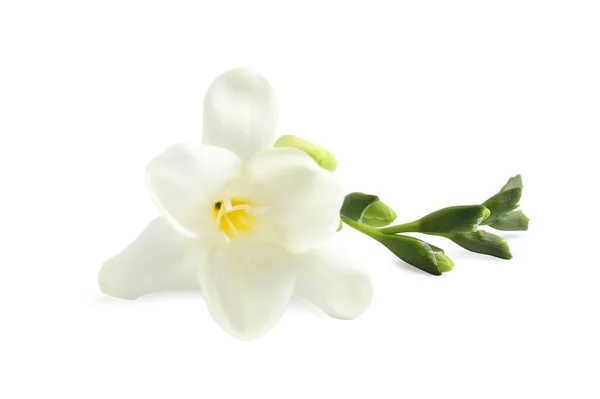 白色背景的美丽而柔嫩的菊花 — 图库照片
