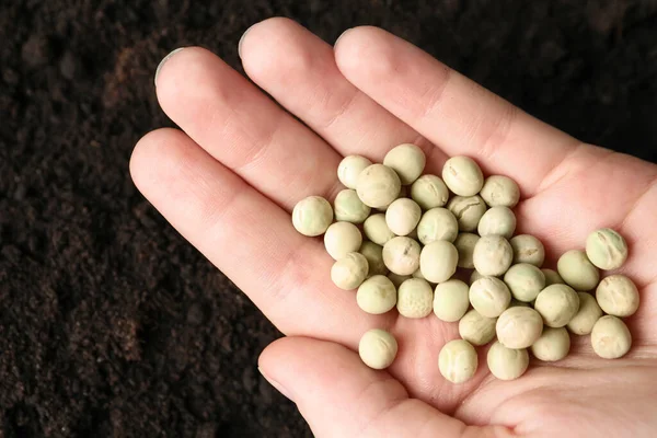 Vrouw Met Erwten Grond Close Planten Van Groentezaad — Stockfoto