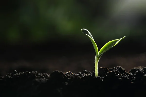 Plántulas Vegetales Jóvenes Que Crecen Suelo Aire Libre Espacio Para —  Fotos de Stock