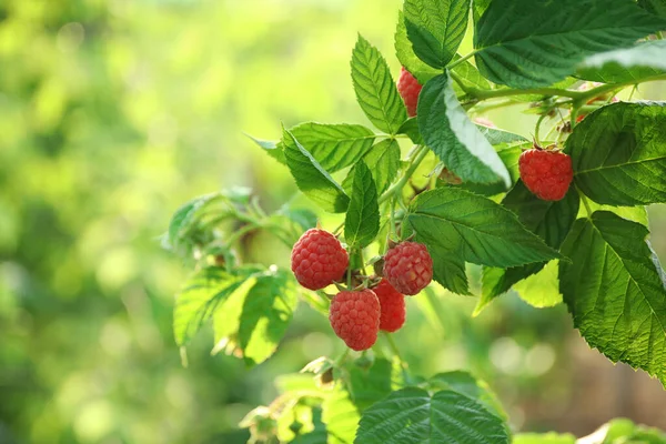 Cespuglio Lampone Con Bacche Mature Saporite Giardino Primo Piano — Foto Stock