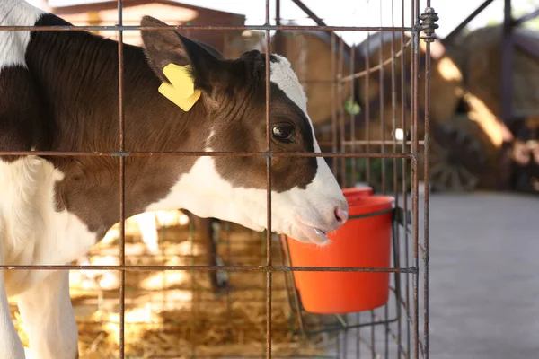 Ziemlich Kleines Kalb Käfig Auf Dem Bauernhof Tierhaltung — Stockfoto