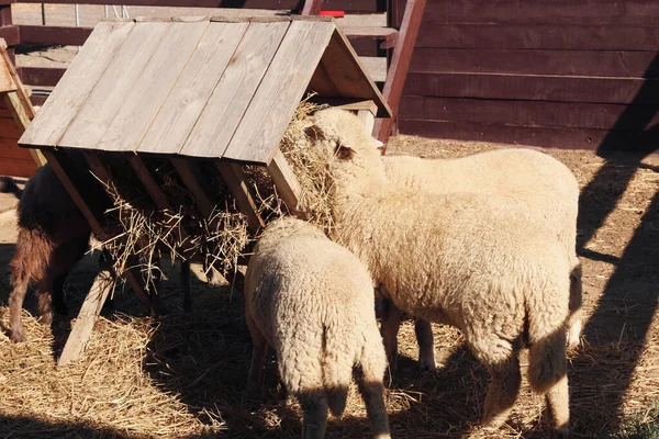 Cute Śmieszne Owce Jedzące Siano Farmie Hodowla Zwierząt — Zdjęcie stockowe