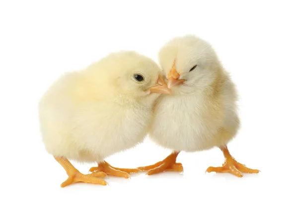 Милые Пушистые Цыплята Белом Фоне Фермерские Животные — стоковое фото