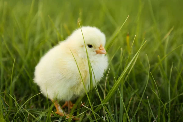 Cute Fluffy Baby Chicken Green Grass Closeup Farm Animal — Stock Photo, Image