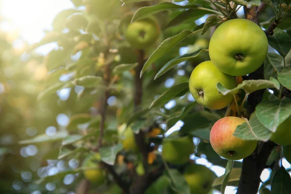 Ωρίμασε Μήλα Κλαδί Δέντρου Στον Κήπο Χώρος Για Κείμενο — Φωτογραφία Αρχείου