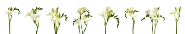 Conjunto Com Belas Flores Fragrantes Freesia Fundo Branco Design Banner — Fotografia de Stock