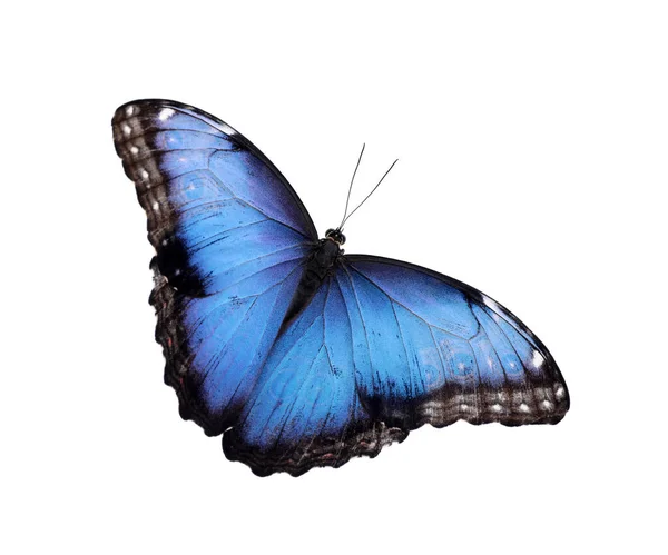 Schöne Gemeinsame Morpho Schmetterling Isoliert Auf Weiß — Stockfoto