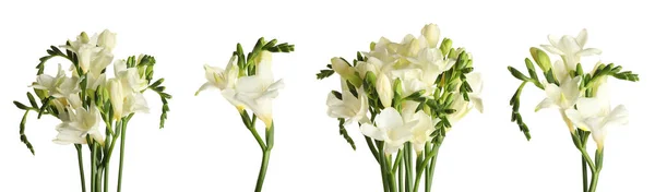 Conjunto Com Belas Flores Fragrantes Freesia Fundo Branco Design Banner — Fotografia de Stock