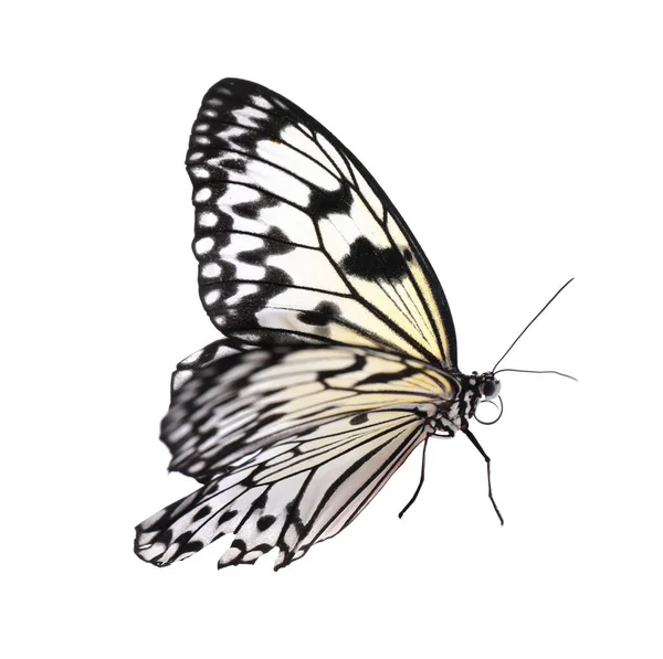 美丽的米纸蝴蝶被白色隔离 — 图库照片
