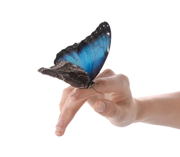 Mujer Sosteniendo Hermosa Mariposa Morfo Común Sobre Fondo Blanco Primer — Foto de Stock