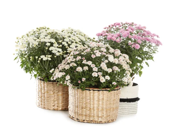 Vackra Krukväxter Krysantemum Blommor Vit Bakgrund — Stockfoto