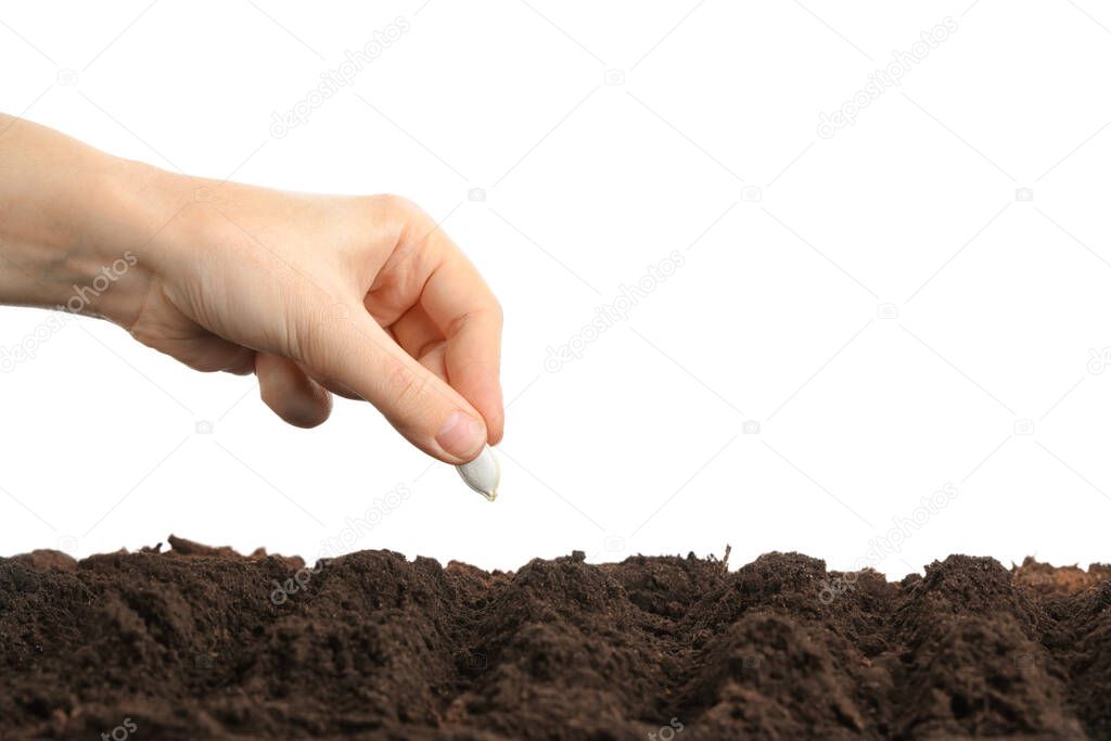 Woman putting pumpkin seed into fertile soil against white background, closeup. Vegetable planting