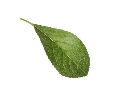 Taze yeşil erik yaprağı beyaza izole edilmiş.