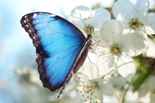 Beau Morpho Commun Papillon Sur Branche Arbre Fleurs Gros Plan — Photo