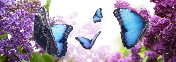 Incroyable Morpho Commun Papillons Dans Jardin Lilas Conception Bannière — Photo