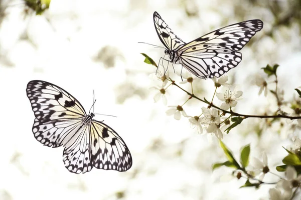 Blühender Ast Und Schöne Schmetterlinge Aus Reispapier Garten Nahaufnahme — Stockfoto