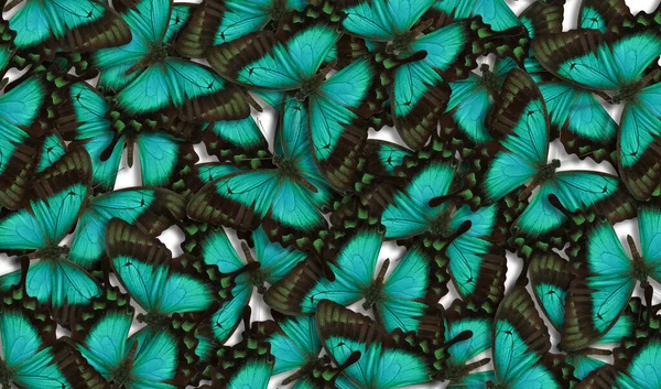 Muchas Mariposas Cola Golondrina Verde Mar Brillante Como Fondo — Foto de Stock