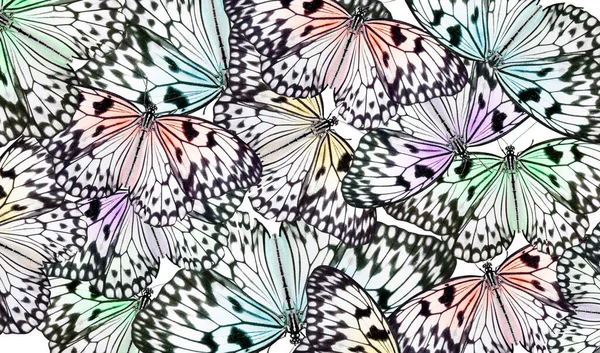 Muchas Mariposas Brillantes Sobre Fondo Blanco Hermoso Insecto — Foto de Stock