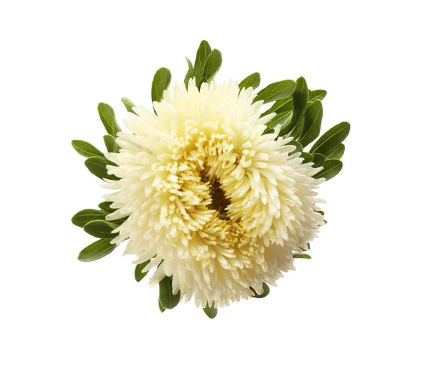 Belo Aster Isolado Branco Vista Superior Flor Outono — Fotografia de Stock