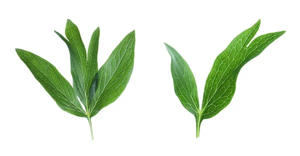 Hojas Peonía Verde Fresca Sobre Fondo Blanco —  Fotos de Stock